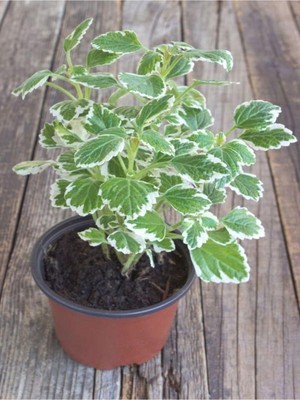 Plectranthus Forsteri Kokulu Bitki Saksılı Çok Yıllık