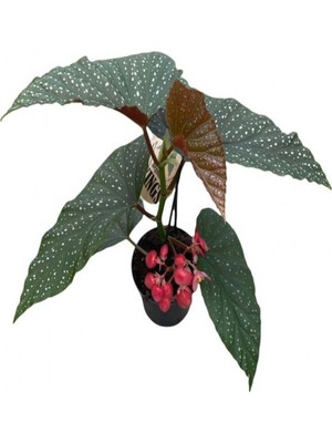 Videolu Çilli Begonya Çiçeği 1 Adet Saksılı 30-50 cm Saksılı Iç Mekan Bitkisi (Begonia Corallina)