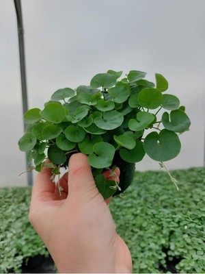 Gölge Çimi Dichondra Repens Fare Kulağı 10CM Saksılı Zemin Çiçeği