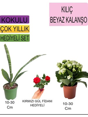 3'lü Set Tek Dikim Kılıç+ Beyaz Kalanşo+ Hediyelik Kırmızı Gül Fidanı