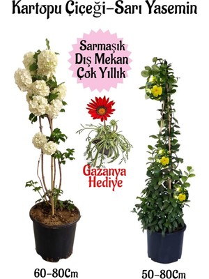Nura Botanik Kartopu Çiçeği, Sarı Yasemin, Kırmızı Gazanya Hediyeli Saksılı Bahçe Seti, 3 Adet