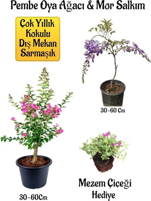 Nura Botanik Pembe Oya Ağacı Fidanı ve Mor Salkım Ağacı Fidanı, Mezem Çiçeği Hediyeli Bahçe Peyzaj Seti, 30-60 cm