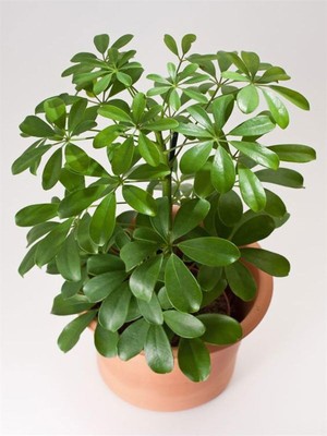 Gardenbox Schefflera Yeşil Tek Dal Fidanı, 80-100 Cm, Saksılı, Iç Mekan Bitkisi