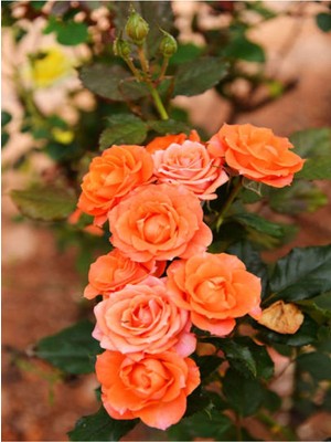 Videolu Yediveren Kokulu 1 Adet Somon Gül Fidanı (10-15 Cm) Saksılı (Salmon Rose)