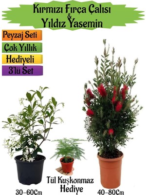 Bitkim Sende Kırmızı Fırça Çalısı, Kokulu Yıldız Yasemin, Tül Kuşkonmaz Hediyeli Peyzaj Seti, 40-80 cm