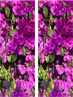 Nura Botanik Pembe Begonvil Çiçeği Bitkisi, 2'li Set, 65-110 Cm, Saksılı