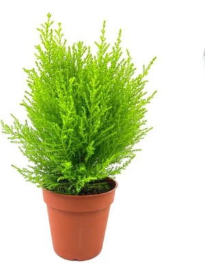 Videolu Limon Kokulu Limoni Servi 1 Adet Saksılı/tüplü Ev Ofis Salon Çamı 30-40 cm (Cupressus)