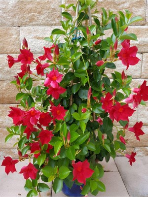 Gardenbox Kırmızı Çiçekli Mandevilla Sarmaşık Saksıda 30-60 Cm, Bol Çiçekli Dayanıklı Tür