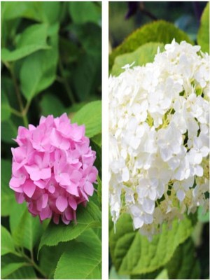 Gardenbox Pembe/beyaz Çiçekli Ortanca Fidanı, 30-55 Cm, Tüplü, 2 Adet Set