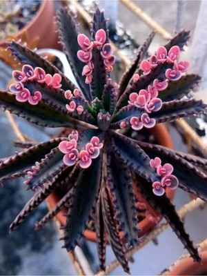 Videolu Pembe Aşkın Gözyaşı 1 Adet Saksılı 10-15CM Kaktüs ve Sukulent (Kalanchoe Daigremontiana)