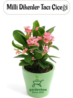Pembe Renk Milii Dikenler Tacı Çiçeği 1 Adet Saksılı (Euphorbia Milii)