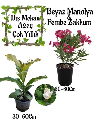 Nura Botanik Kokulu Manolya Ağacı Saksılı + Pembe Zakkum Saksılı Bahçe Seti, 30-60CM