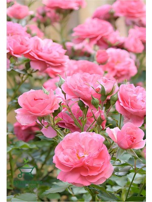 Formlu Yoğun Kokulu Pembe Gül Fidanı 1 Adet Saksılı 30-60CM (Pink Rose)