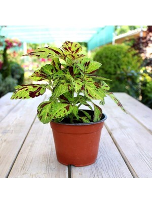 Yeşil Bordo Yaprak Güzeli Saksılı Coleus