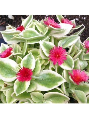 Nura Botanik Buz Çiçeği Fidesi, 10 Adet, 5CM-15CM