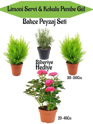 Nura Botanik Bahçe Peyzaj Seti, 2 Adet Limoni Servi Fidanı, 1 Adet Pembe Gül, Hediye Biberiye, Çok Renkli