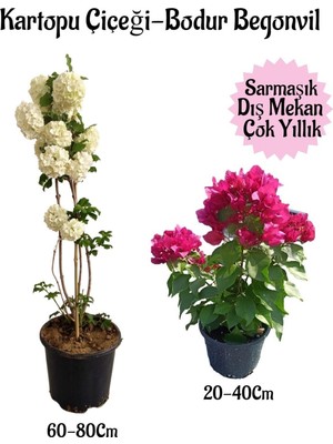Kartopu Çiçeği 1 Adet +Pembe Bodur Begonvil 1ADET Saksılı Bahçe Peyzaj Seti, BTSNA01KAR84