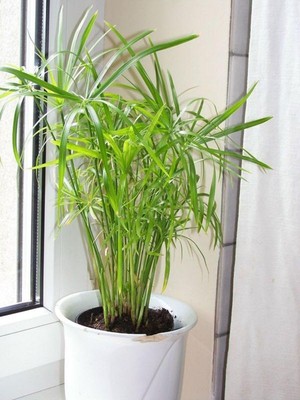 Nura Botanik Salon Dekor Bitkisi Japon Şemsiyesi, 1 Adet Saksılı, 20-40 Cm, Cyperus Alternifolius