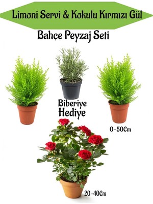 Bahçe Seti 2 Adet Limoni Servi Fidanı+ 1 Adet Kırmzı Gül Fidanı+ Hediye Biberiye, BTSNN23032430