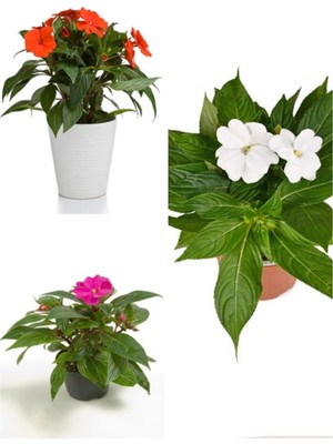 Nura Botanik Cam Güzeli (Zantedeschia) 20-30 Cm, 3 Adet Saksılı Çiçekli Bodur Bitki
