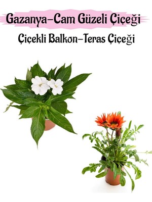 Nura Botanik Beyaz Cam Güzeli ve Kırmızı Gazanya Çiçeği Seti, 10-20CM, Saksılı