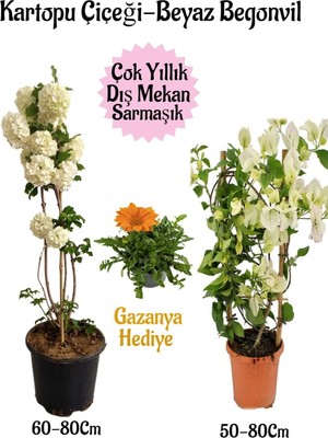 Gardenbox Kartopu Çiçeği, Beyaz Begonvil, Turuncu Gazanya Saksılı Bahçe Seti, Çok Renkli