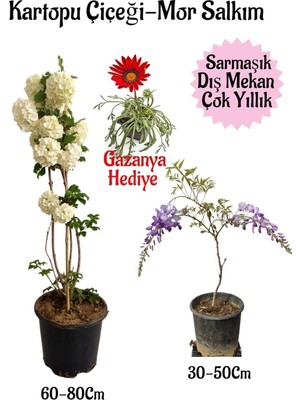 Nura Botanik Kartopu Çiçeği, Mor Salkım, Sarı Gazanya Hediyeli Saksılı Bahçe Seti, 3 Adet