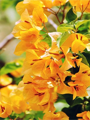 Nura Botanik Sarı Begonvil Çiçeği Fidanı, 50-60 Cm, 1 Adet Saksılı Dış Mekan Sarmaşık Bougainvillea