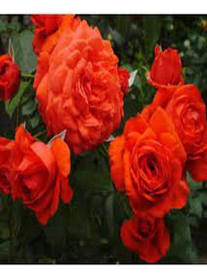 Gardenbox Narçiçeği Kokulu Gül Fidanı, 2 Adet, 50-75CM, Saksılı, Pomegranate Blossom Rose