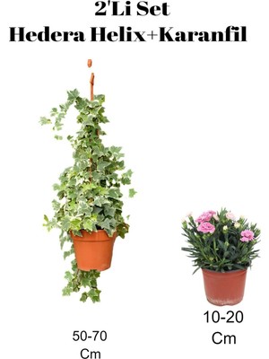Bitkim Sende 2'li Set Hedera Helix Duvar Sarmaşığı + Karanfil Dış Mekan Bitkisi