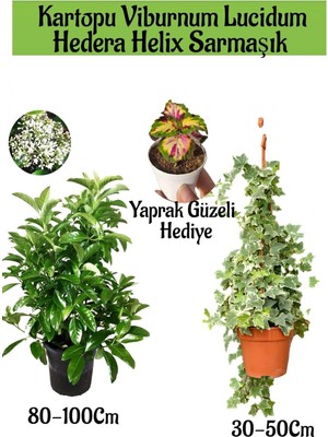Nura Botanik Kartopu Viburnum Lucidum, Hedera Helix, Yaprak Güzeli Hediye Bahçe Bitkisi Seti, 3 Adet