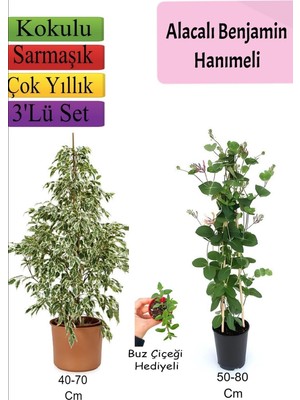 Nura Botanik Beyaz Alacalı Benjamin Bitkisi, Katmerli Ful Yasemin, Buz Çiçeği, 3'lü Set