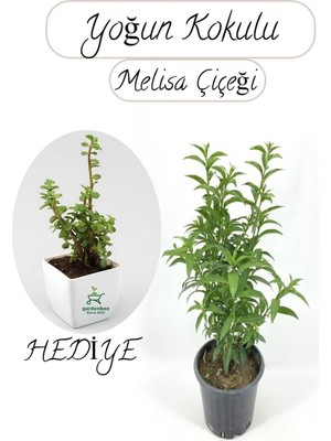 Nura Botanik Cestrum Nocturnum Melisa Parfüm Çiçeği, 1 Adet Saksılı, 30-50 cm