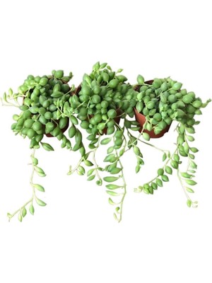 Gardenbox 3'lü Tespih Kombin, Bodur Çiçekli Bitki, Yeşil