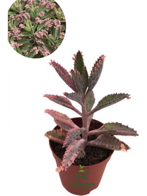 Nura Botanik Aşkın Gözyaşı Çiçeği, Saksılı, Pembe Renk, 1 Adet