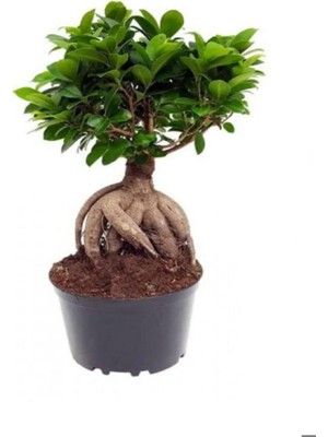 Serada Decor & Plant Bonsai Bitkisi, Kuşkonmaz, Sevgililer Gününe Özel Tül Ambalajlı