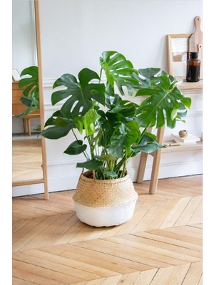 Nura Botanik Monstera Deve Tabanı Dolgun Form, 70-80 Cm, Yeşil