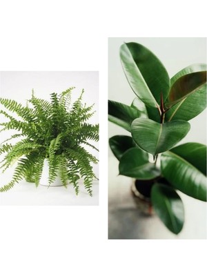 Serada Decor & Plant Aşk Merdiveni Fujer Askılı Saksıda, Kauçuk, 60-70 Cm, 2'li Set, Salon Ofis Bitkileri