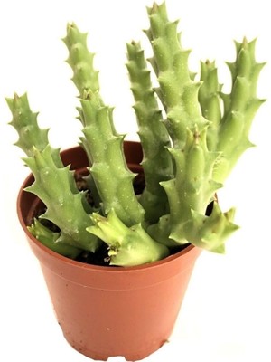 Gardenbox Özel Leş Çiçeği Iç Mekan Kaktüs, 5.5cm, Yeşil