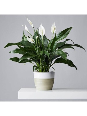 Serada Decor & Plant Canlı Saksılı Spatifilium (Barış Çiçeği)
