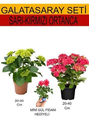 Gardenbox 2'li Takım Seti Sarı-Kırmızı Ortanca + Hediyelik Pembe Gül Fidanı, 20-40 cm