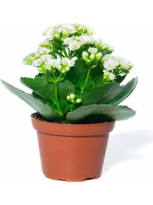 Gardenbox Beyaz Çiçekli Kalanşo (Kalanchoe) Çiçeği, Ithal Büyük Boy