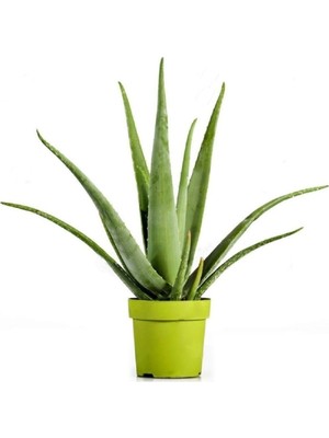 Nura Botanik Aloevera Bitkisi, 30 Cm, Ev Bitkisi, Ofis Bitkisi, Salon Bitkisi
