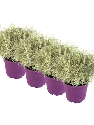 Bitkim Sende 4'lü Lavantin Set, 15-20 Cm, Mor Saksı