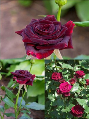 Nura Botanik Yediveren Kokulu Bordo Gül, 40-70 Cm, 2 Adet Saksılı Aşılı Maroon Rose