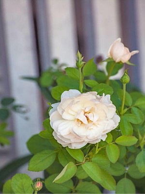 Nura Botanik Chopin Beyaz Gül Fidanı, 40-70 Cm, 1 Adet Saksılı Aşılı Gül