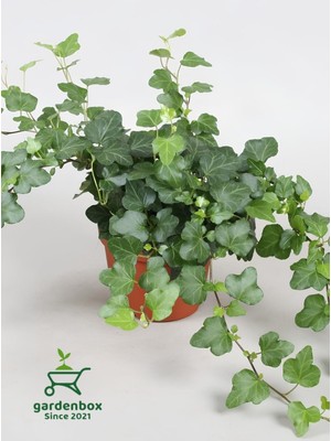 Nura Botanik Hedera Helix Sarmaşığı Saksıda, 30-40 Cm, 1 Adet