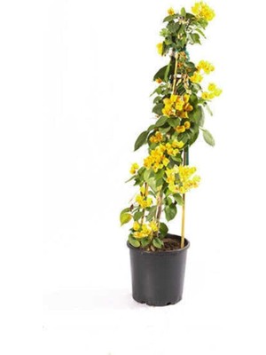 Nura Botanik Bougainvillea Sarı Sarmaşık Bitkisi, Çiçekli Bodur Bitki