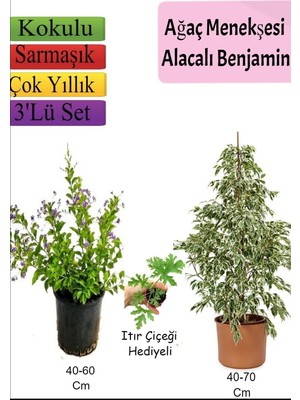 Nura Botanik Beyaz Alacalı Benjamin Bitkisi, Ağaç Menekşesi, Itır Çiçeği Hediyeli, 3'lü Set