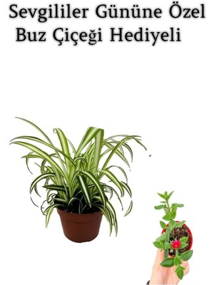 Nura Botanik Sarı Yeşil Yapraklı Kurdele Çiçeği, Buz Çiçeği Hediyeli